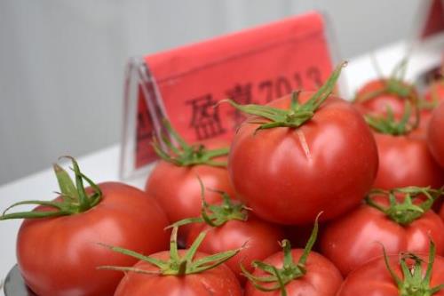 寧夏“網紅”西紅柿 紅火闖市場